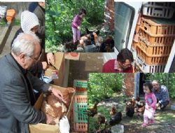 Çiftçilere Yumurta Tavuğu dağıtıldı