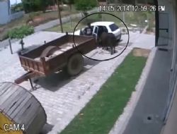 Binek araçla inek hırsızlığı