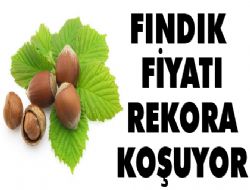 Ordu'da Fındık Fiyatı Gittikçe Artıyor