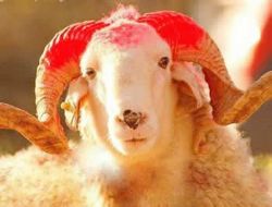 Kurban Bayramı Tebriği