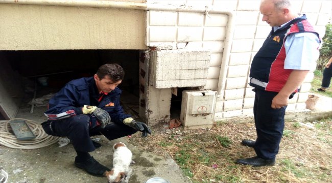 Asansör boşluğuna düşen yavru köpeği itfaiye kurtardı
