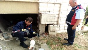Asansör boşluğuna düşen yavru köpeği itfaiye kurtardı