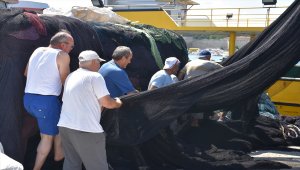 Karadenizli balıkçılar orkinos avından mutlu döndü