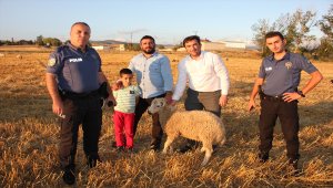 Bulduğu koyunları sahibine ulaştırdı