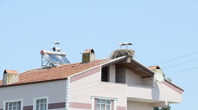Evlerini çatıdaki leylek ailesiyle paylaşıyorlar