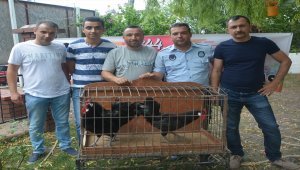 Gerze en güzel horozunu seçti
