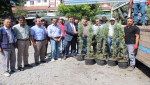 Havza Belediyesi vatandaşlara ücretsiz fidan dağıttı