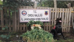 Ordu'da uyuşturucu operasyonu