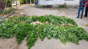 Taşova'da uyuşturucu operasyonu