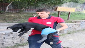 Yaralı "Zeytin" bakım merkezinde tedavi edildi