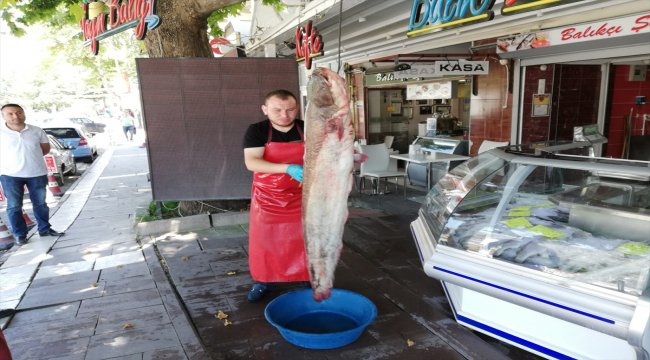 Yeşilırmak'ta 2 metrelik yayın balığı oltaya takıldı