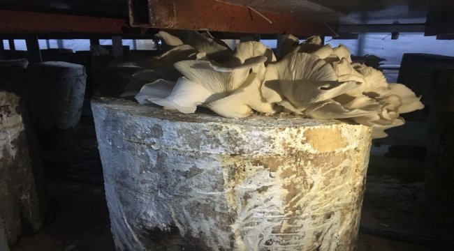 Artvin'de kayın mantarı yetiştiriciliği
