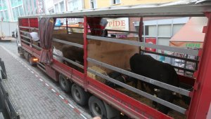 Boğa Güreşleri Türkiye Şampiyonası'na doğru