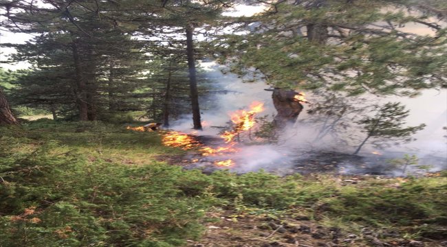 Bolu'da ormanlık alana yıldırım düştü
