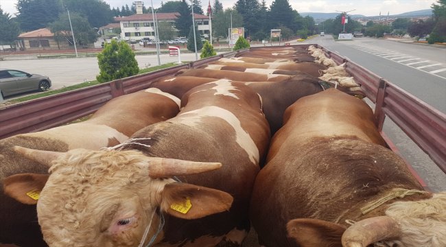 Boyabat'ta kurbanlık hayvan sevkiyatı