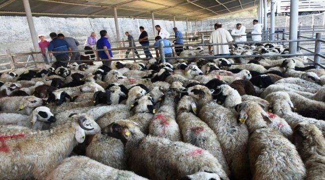 Boyabatlı "genç çiftçilere" hibe küçükbaş desteği sağlandı