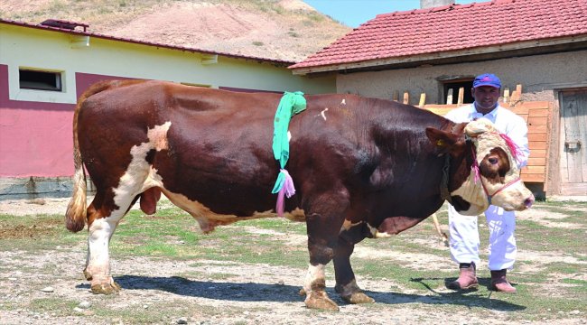 Çorum'da 2 tonluk "Babayiğit" sahibini bekliyor