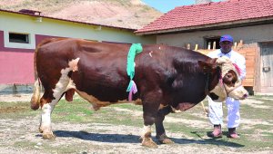 Çorum'da 2 tonluk "Babayiğit" sahibini bekliyor