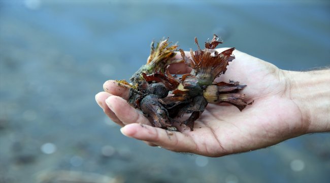 Denize sürüklenen odun ve fındıklar toplanıyor