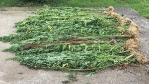 Düzce'de uyuşturucu operasyonu