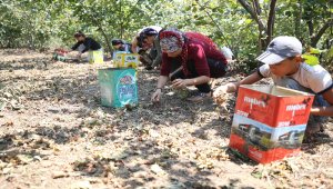 Fındıkta fiyat beklentisi