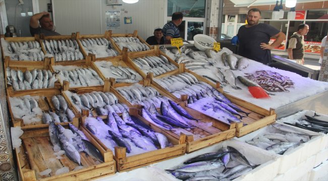 Karadeniz'de palamut bolluğu sürüyor