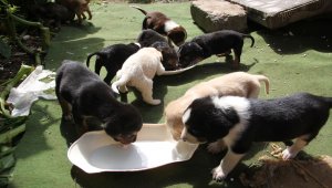 Köpek ve 11 yavrusuna hayvansever sahip çıktı