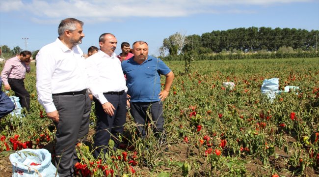 Milletvekili Kırcalı, Bafra'da incelemeler yaptı