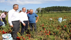 Milletvekili Kırcalı, Bafra'da incelemeler yaptı