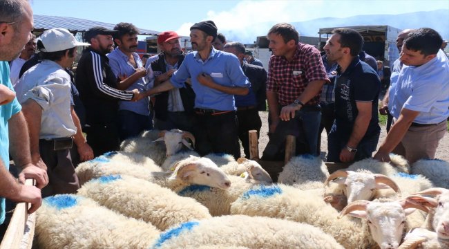 Mudurnu'da kurbanlıklar satışa çıktı