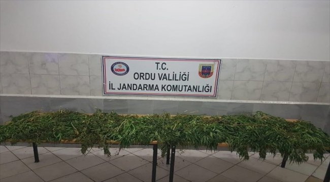 Ordu'da 8 kilogram esrar ele geçirildi