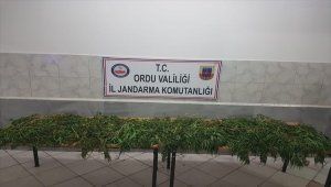 Ordu'da 8 kilogram esrar ele geçirildi