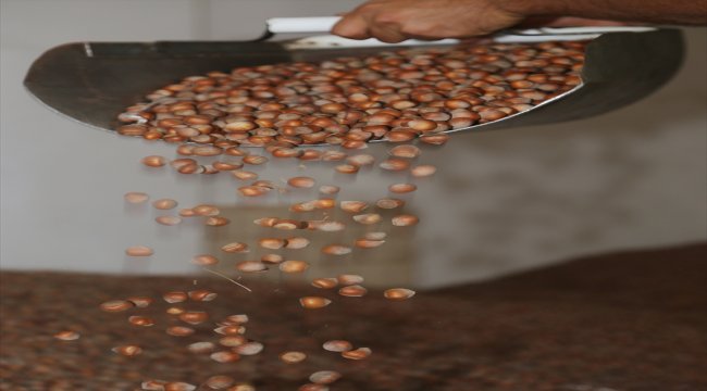 Ordu'da fındık fiyatı 13 liraya yükseldi