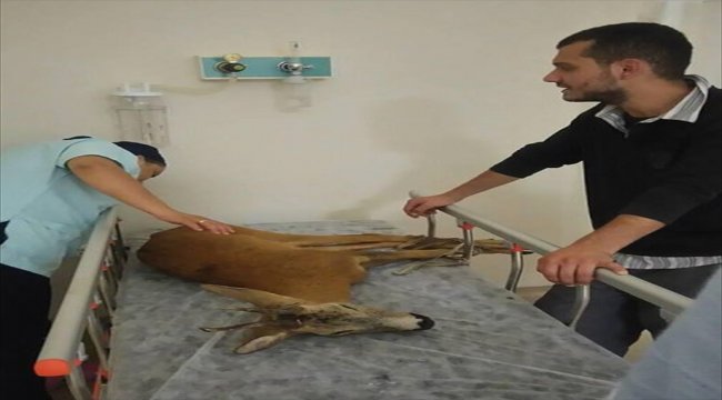 Ordu'da yaralı karaca hastanede tedavi edildi