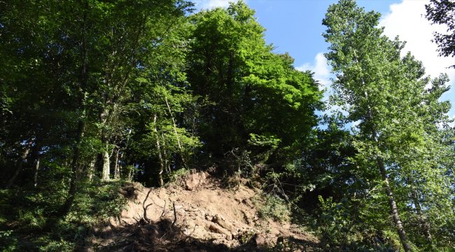 Ordu'daki şiddetli yağış