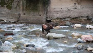 Rize'de kurbanlık boğa dereye düştü