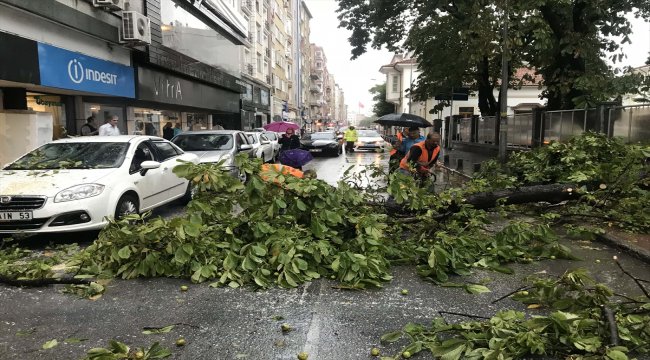 Samsun'da sağanak ve şiddetli rüzgar ağaç devirdi