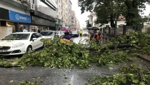 Samsun'da sağanak ve şiddetli rüzgar ağaç devirdi