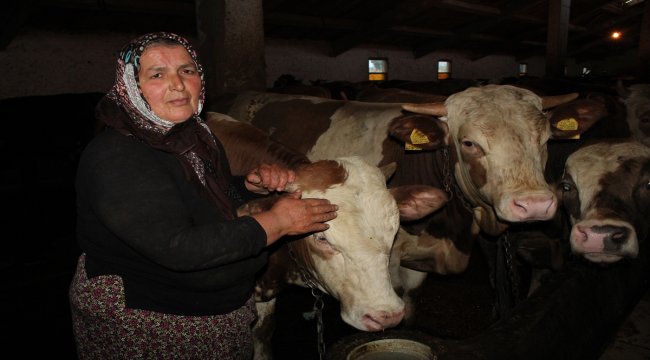 Suluova'dan kurbanlık sevkiyatı başladı