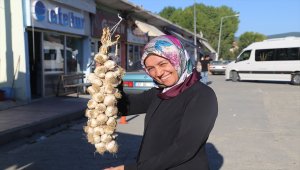 Taşköprü sarımsağı fiyatları üreticiyi memnun etti