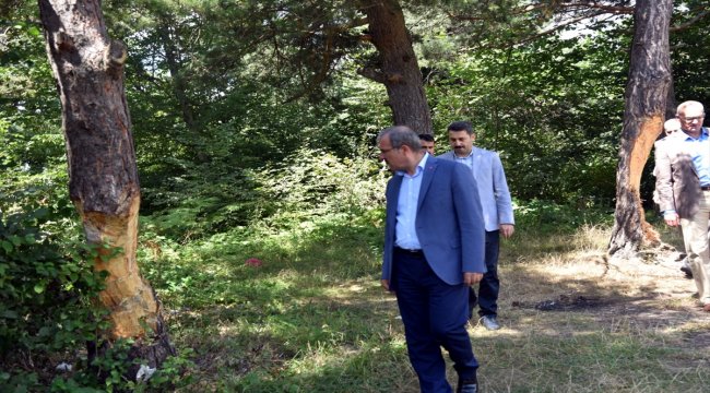 Tokat'ta çam ağaçlarına zarar verilmesi
