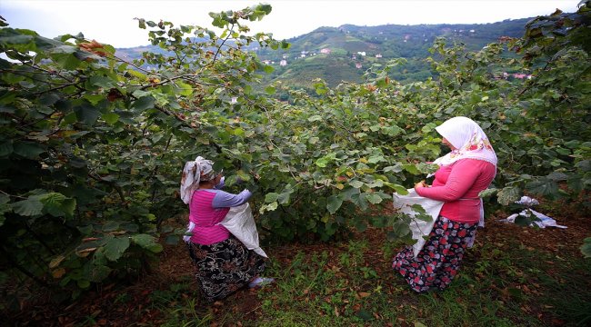 Trabzon'da fındık hasadı yağmurlu havada başladı
