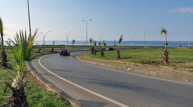 Trabzon'da sahile 100 palmiye fidanı dikildi