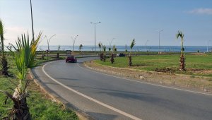 Trabzon'da sahile 100 palmiye fidanı dikildi