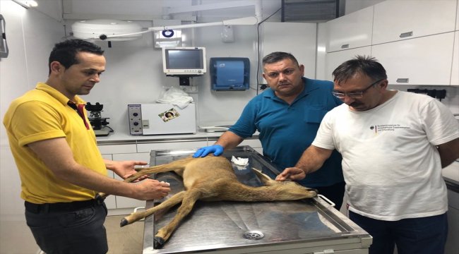 Yaralı halde bulunan karaca tedavi edildi