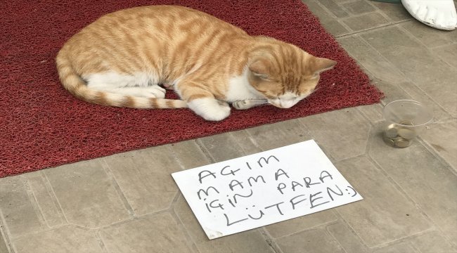 "Açım mama için para lütfen" yazısıyla kedileri doyuruyorlar