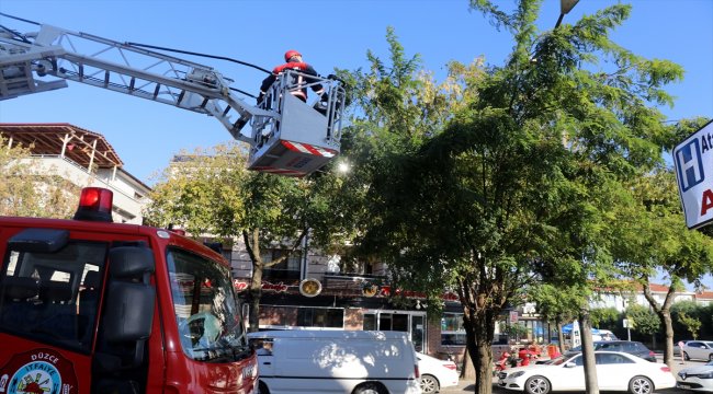 Ağaçta mahsur kalan yavru kedi kurtarıldı