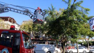 Ağaçta mahsur kalan yavru kedi kurtarıldı