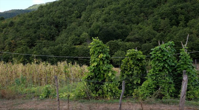 Akkuş Şeker Fasulyesinin hasatına başlandı