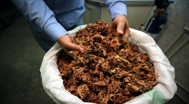 Fındık kabuğundan nanoselüloz ürettiler